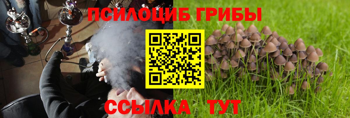 Псилоцибиновые грибы Psilocybine cubensis Зерноград